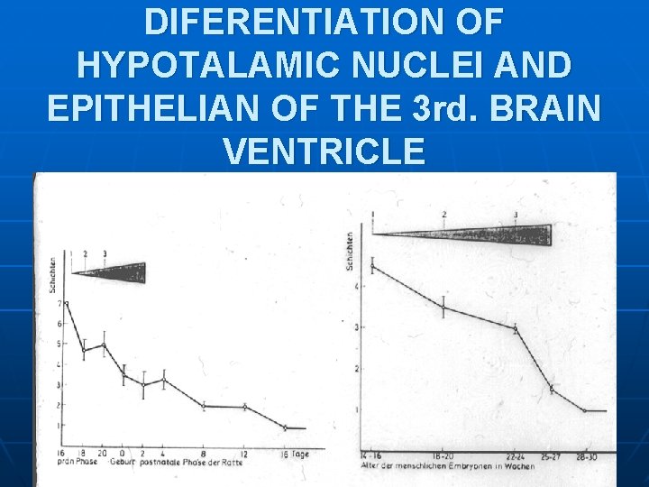 DIFERENTIATION OF HYPOTALAMIC NUCLEI AND EPITHELIAN OF THE 3 rd. BRAIN VENTRICLE DIFERENTIATION OF HYPOTALAMIC NUCLEI AND EPITHELIAN OF THE 3 rd. BRAIN VENTRICLE