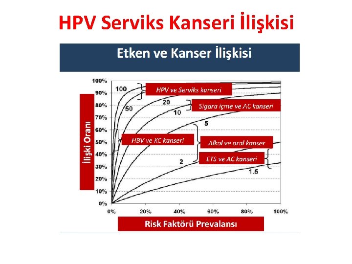 HPV Serviks Kanseri İlişkisi 