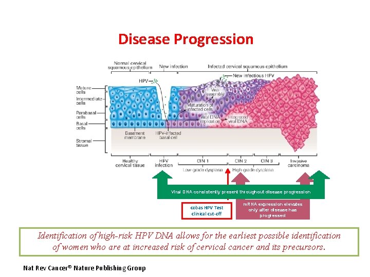 Disease Progression Viral DNA consistently present throughout disease progression cobas HPV Test clinical cut-off