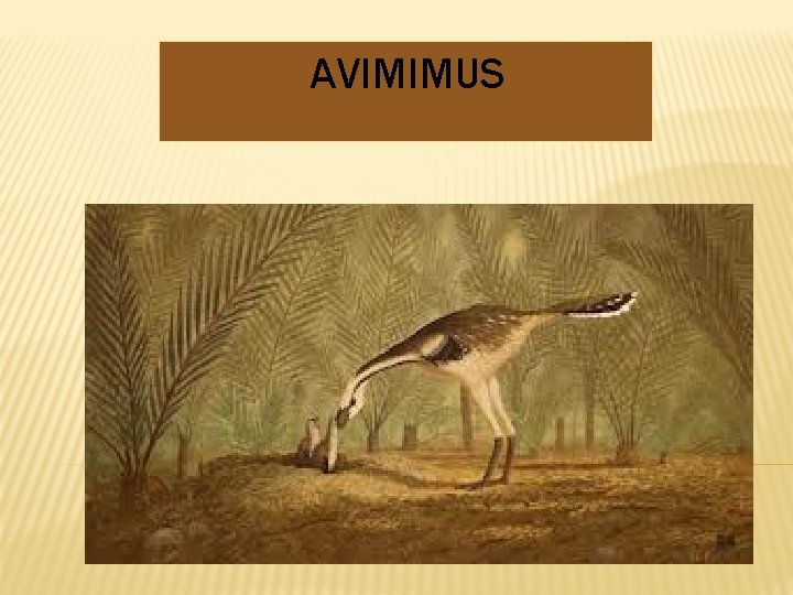 AVIMIMUS 