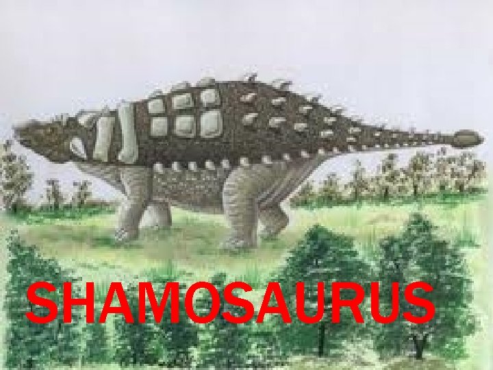 SHAMOSAURUS 