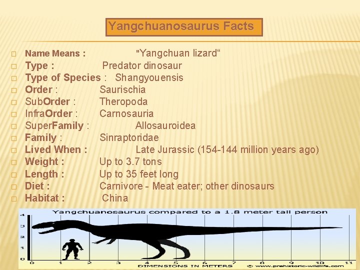 Yangchuanosaurus Facts "Yangchuan lizard“ � Name Means : � Type : Predator dinosaur Type