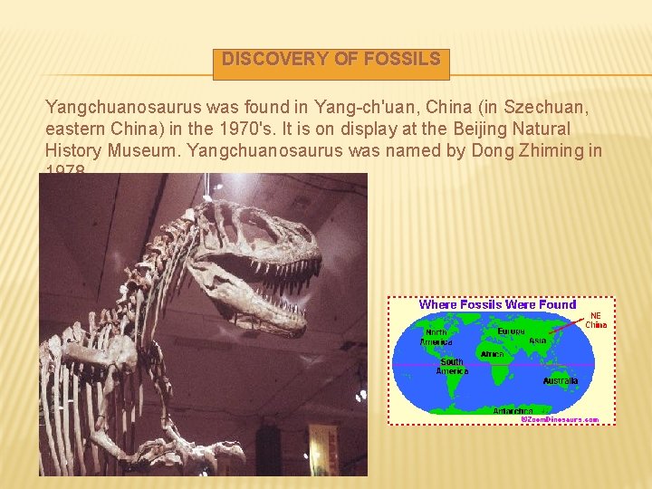 DISCOVERY OF FOSSILS Yangchuanosaurus was found in Yang-ch'uan, China (in Szechuan, eastern China) in