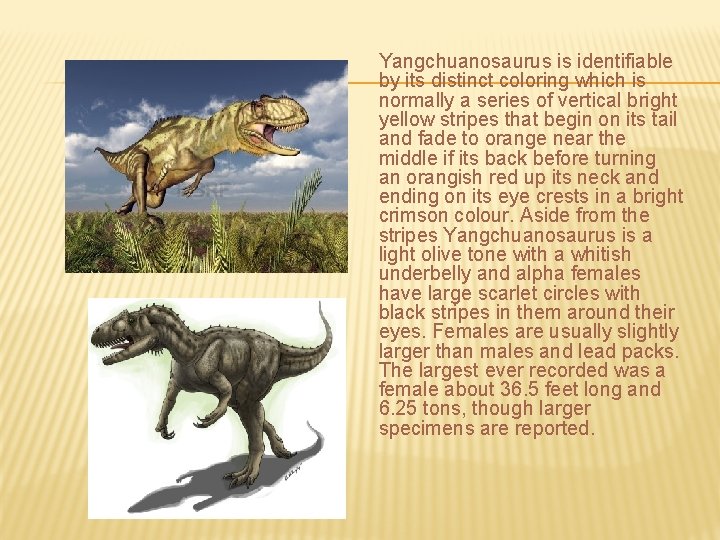 Yangchuanosaurus is identifiable by its distinct coloring which is normally a series of vertical