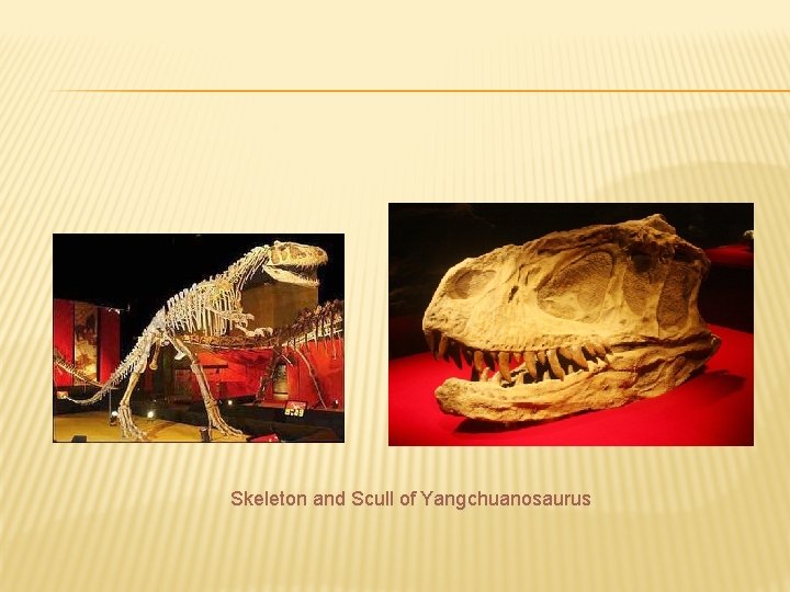 Skeleton and Scull of Yangchuanosaurus 