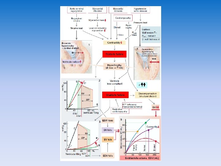 Systolic failure r Diastolic failure Enddiastolic volume, EDV (m. L) Systolic failure r Diastolic failure Enddiastolic volume, EDV (m. L)