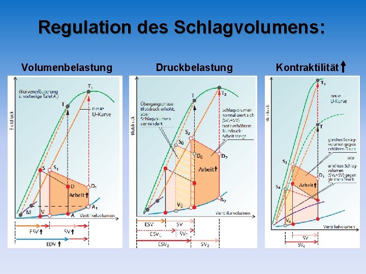 Regulation des Schlagvolumens: Volumenbelastung Druckbelastung Kontraktilität Regulation des Schlagvolumens: Volumenbelastung Druckbelastung Kontraktilität