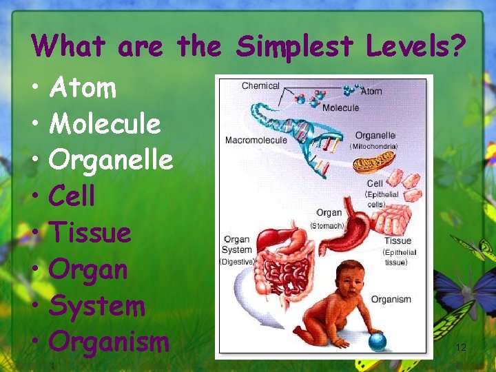 What are the Simplest Levels? • Atom • Molecule • Organelle • Cell •