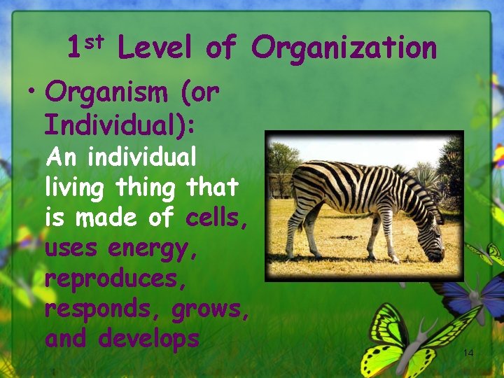 1 st Level of Organization • Organism (or Individual): An individual living that is