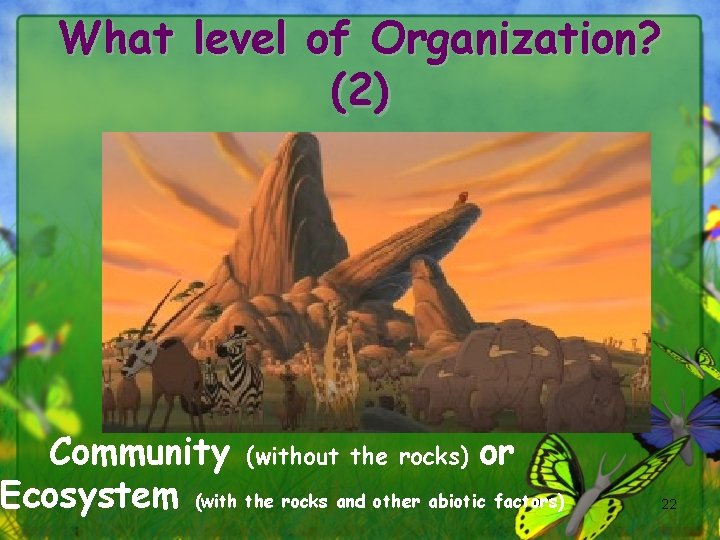 What level of Organization? (2) Community (without the rocks) or Ecosystem (with the rocks