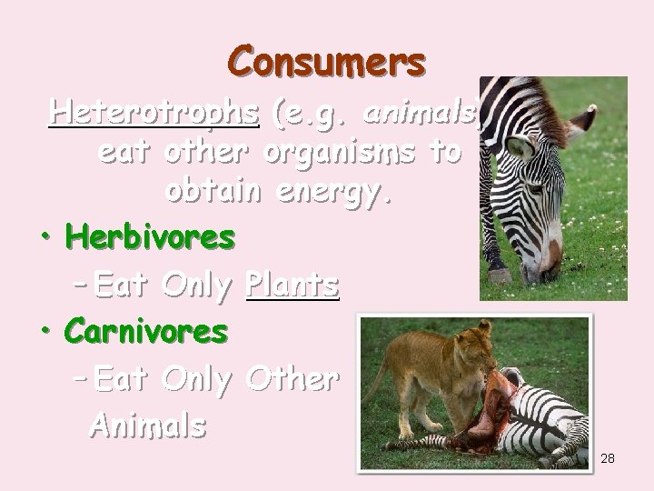 Consumers Heterotrophs (e. g. animals) eat other organisms to obtain energy. • Herbivores –