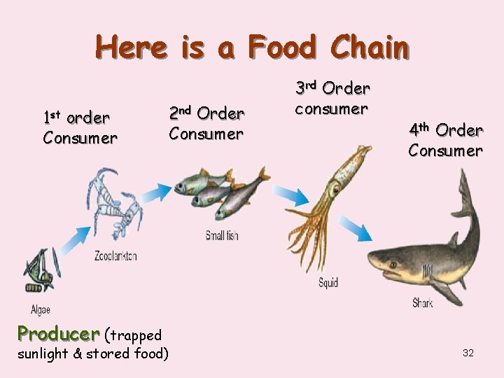 Here is a Food Chain 1 st order Consumer 2 nd Order Consumer 3