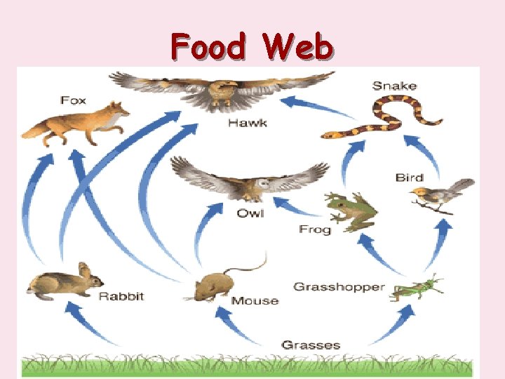 Food Web 34 