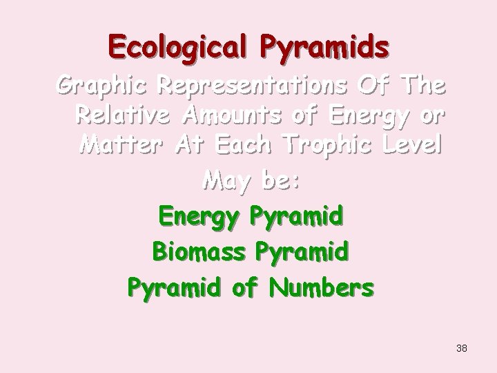 Ecological Pyramids Graphic Representations Of The Relative Amounts of Energy or Matter At Each