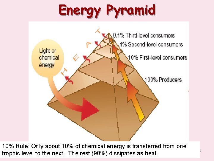 Energy Pyramid 10% Rule: Only about 10% of chemical energy is transferred from one