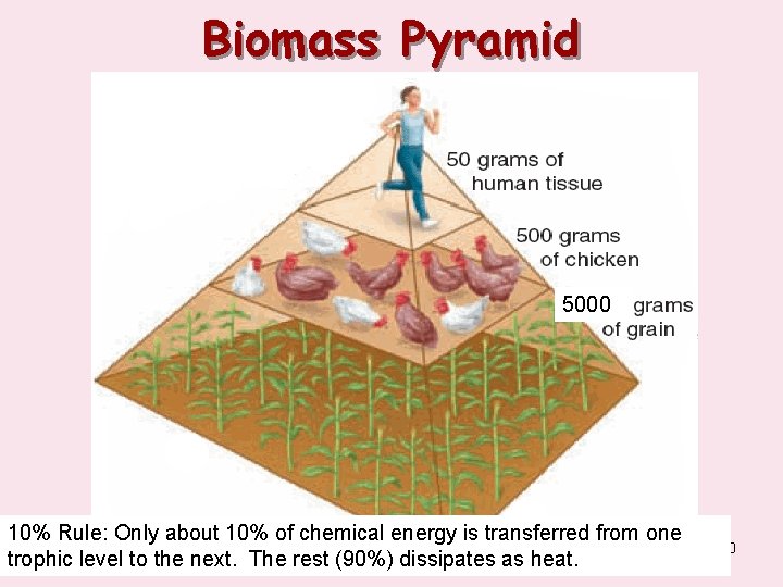 Biomass Pyramid 5000 10% Rule: Only about 10% of chemical energy is transferred from