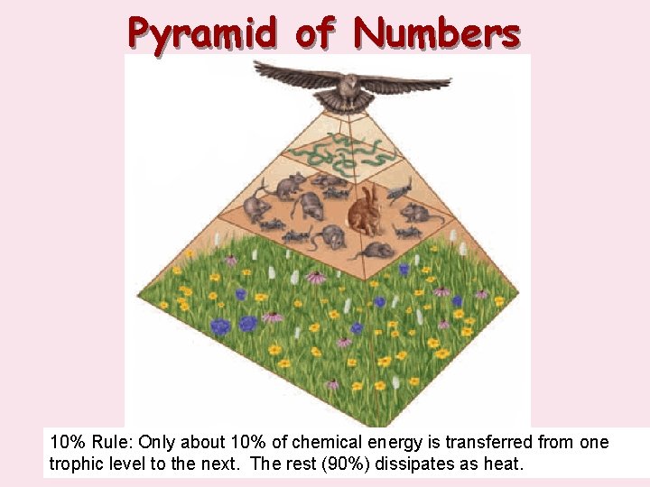 Pyramid of Numbers 10% Rule: Only about 10% of chemical energy is transferred from