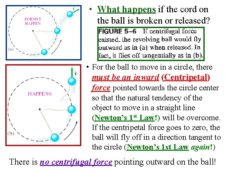  • What happens if the cord on the ball is broken or released?