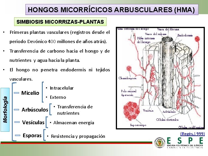 HONGOS MICORRÍCICOS ARBUSCULARES (HMA) SIMBIOSIS MICORRIZAS-PLANTAS • Primeras plantas vasculares (registros desde el periodo