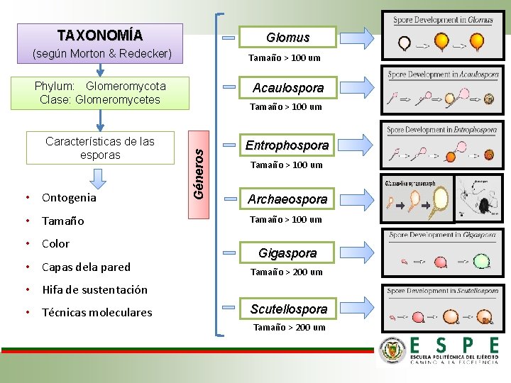 TAXONOMÍA Glomus (según Morton & Redecker) Tamaño > 100 um Phylum: Glomeromycota Clase: Glomeromycetes
