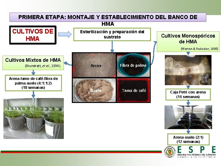 PRIMERA ETAPA: MONTAJE Y ESTABLECIMIENTO DEL BANCO DE HMA CULTIVOS DE HMA Esterilización y