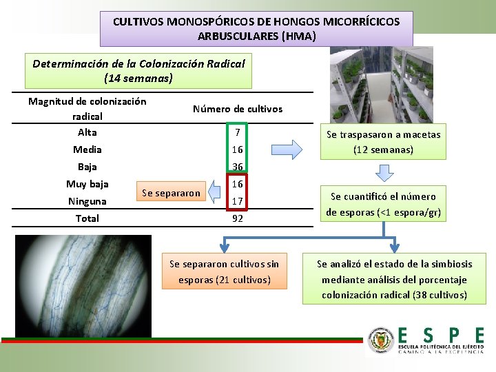 CULTIVOS MONOSPÓRICOS DE HONGOS MICORRÍCICOS ARBUSCULARES (HMA) Determinación de la Colonización Radical (14 semanas)