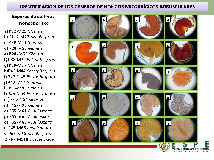 IDENTIFICACIÓN DE LOS GÉNEROS DE HONGOS MICORRÍCICOS ARBUSCULARES Esporas de cultivos monospóricos a) P