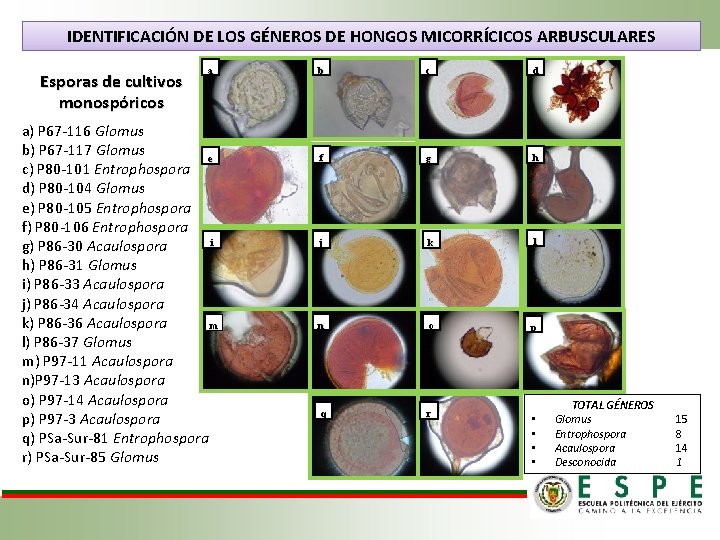 IDENTIFICACIÓN DE LOS GÉNEROS DE HONGOS MICORRÍCICOS ARBUSCULARES Esporas de cultivos monospóricos a b