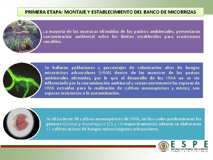 PRIMERA ETAPA: MONTAJE Y ESTABLECIMIENTO DEL BANCO DE MICORRIZAS La mayoría de las muestras