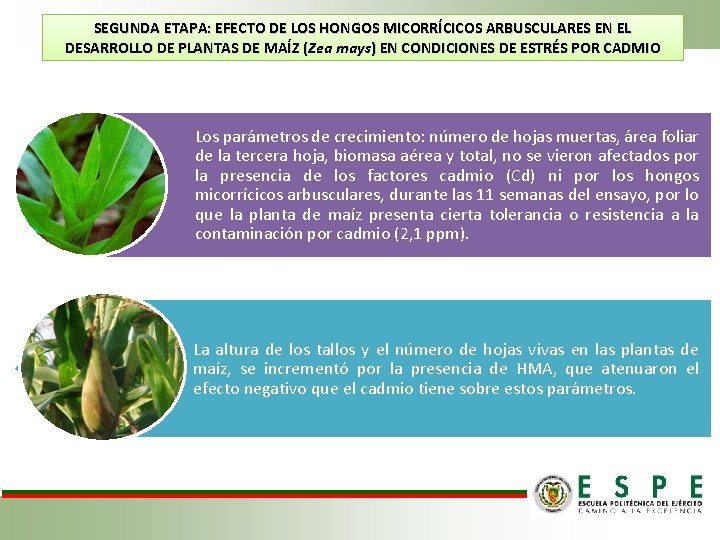 SEGUNDA ETAPA: EFECTO DE LOS HONGOS MICORRÍCICOS ARBUSCULARES EN EL DESARROLLO DE PLANTAS DE