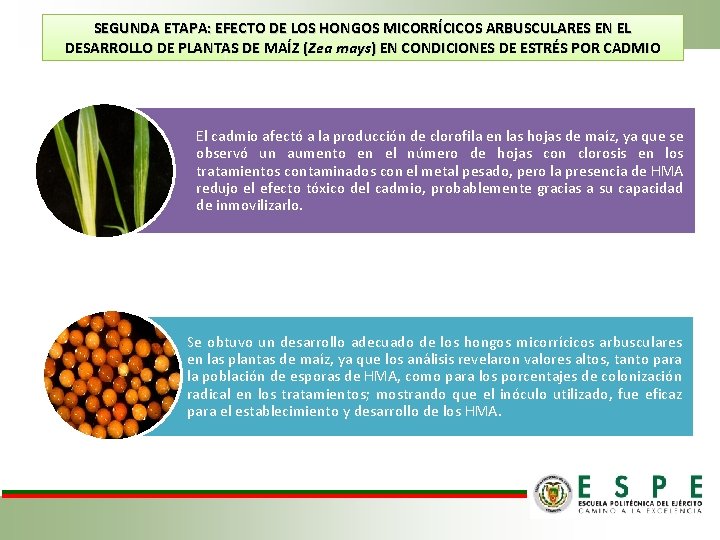 SEGUNDA ETAPA: EFECTO DE LOS HONGOS MICORRÍCICOS ARBUSCULARES EN EL DESARROLLO DE PLANTAS DE