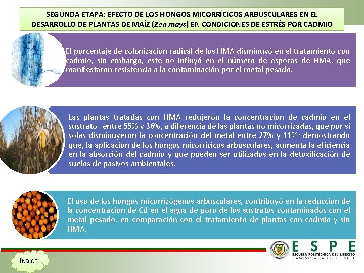 SEGUNDA ETAPA: EFECTO DE LOS HONGOS MICORRÍCICOS ARBUSCULARES EN EL DESARROLLO DE PLANTAS DE