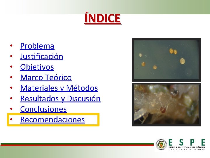 ÍNDICE • • Problema Justificación Objetivos Marco Teórico Materiales y Métodos Resultados y Discusión