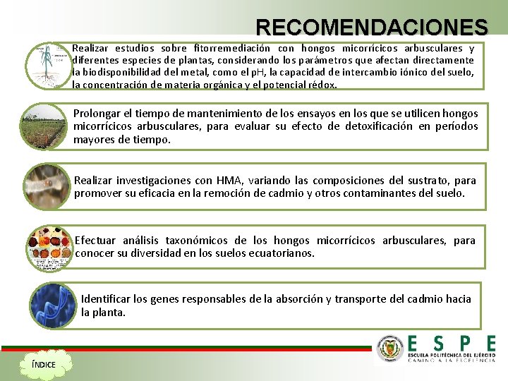 RECOMENDACIONES Realizar estudios sobre fitorremediación con hongos micorrícicos arbusculares y diferentes especies de plantas,