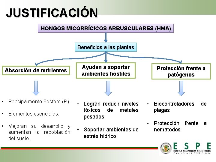 JUSTIFICACIÓN HONGOS MICORRÍCICOS ARBUSCULARES (HMA) Beneficios a las plantas Absorción de nutrientes • Principalmente