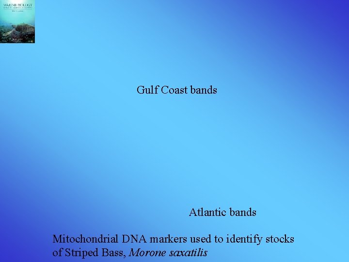 Gulf Coast bands Atlantic bands Mitochondrial DNA markers used to identify stocks of Striped