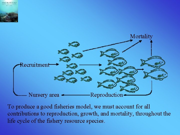 Mortality Recruitment Nursery area Reproduction To produce a good fisheries model, we must account