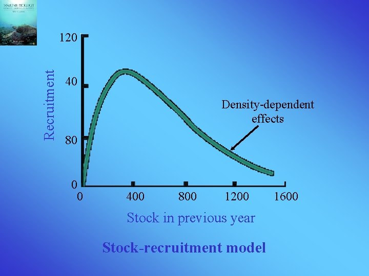 Recruitment 120 40 Density-dependent effects 80 0 0 400 800 1200 Stock in previous