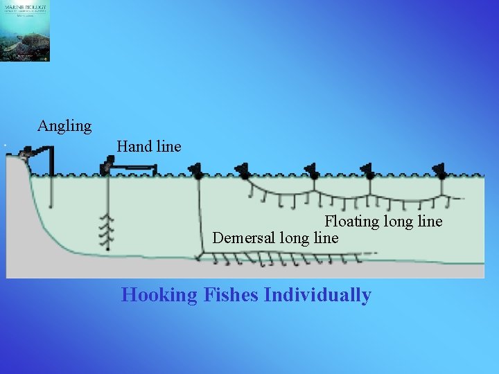 Angling Hand line Floating long line Demersal long line Hooking Fishes Individually 