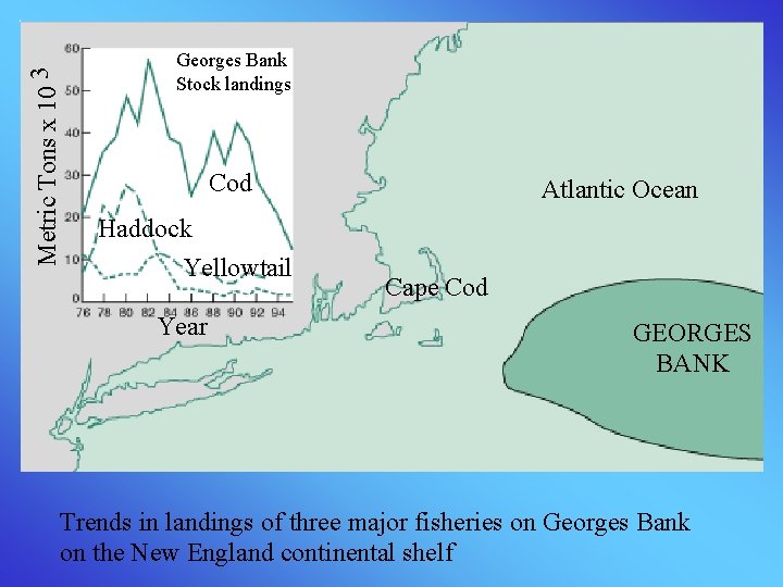 Metric Tons x 10 3 Georges Bank Stock landings Cod Haddock Yellowtail Year Atlantic