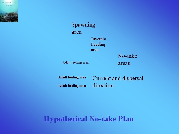 Spawning area Juvenile Feeding area Adult feeding area No-take areas Current and dispersal direction