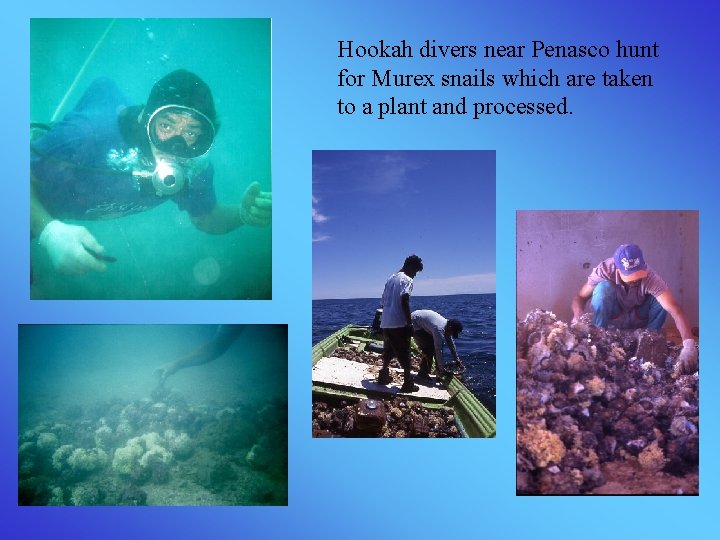 Hookah divers near Penasco hunt for Murex snails which are taken to a plant