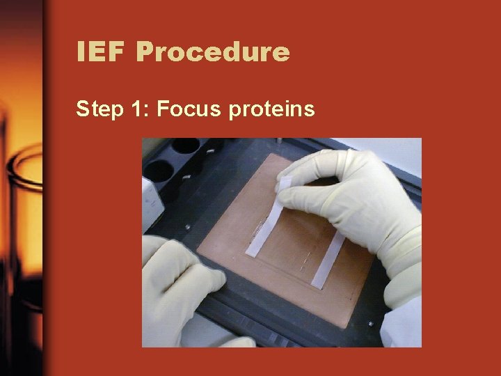 IEF Procedure Step 1: Focus proteins 