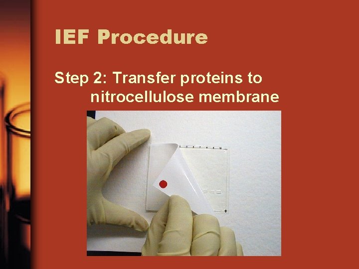 IEF Procedure Step 2: Transfer proteins to nitrocellulose membrane 