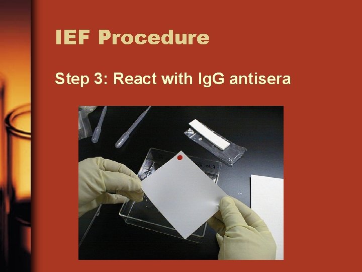 IEF Procedure Step 3: React with Ig. G antisera 