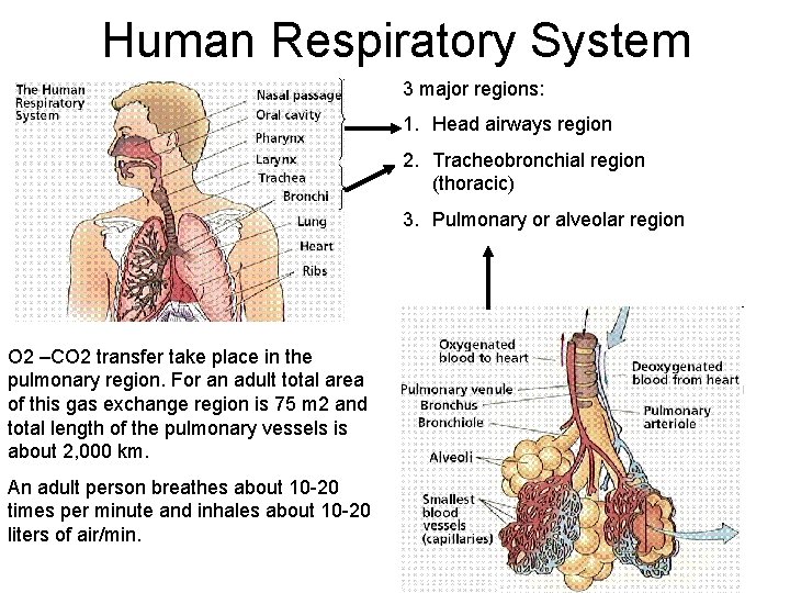 Human Respiratory System 3 major regions: 1. Head airways region 2. Tracheobronchial region (thoracic)