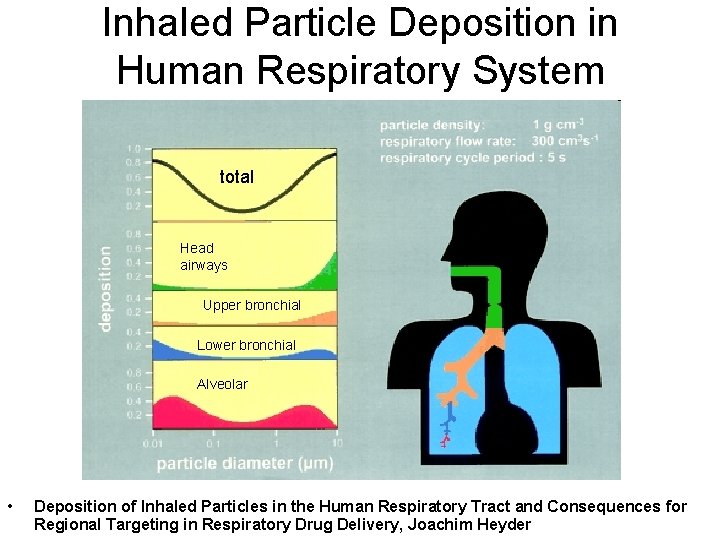 Inhaled Particle Deposition in Human Respiratory System total Head airways Upper bronchial Lower bronchial
