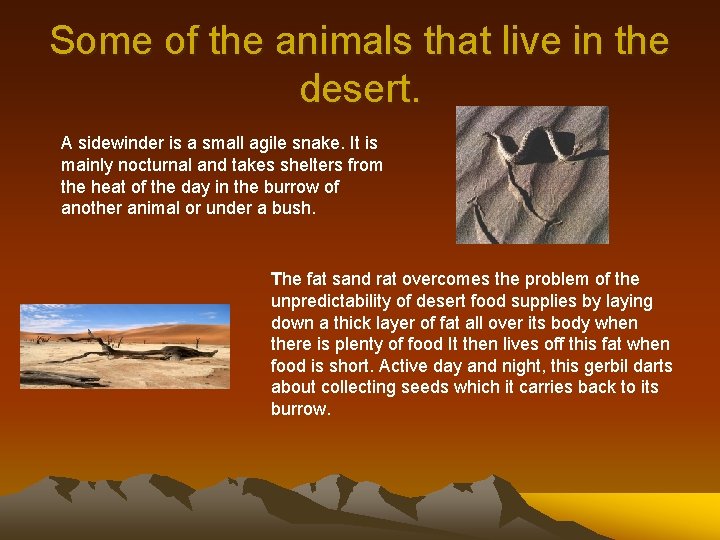 Some of the animals that live in the desert. A sidewinder is a small