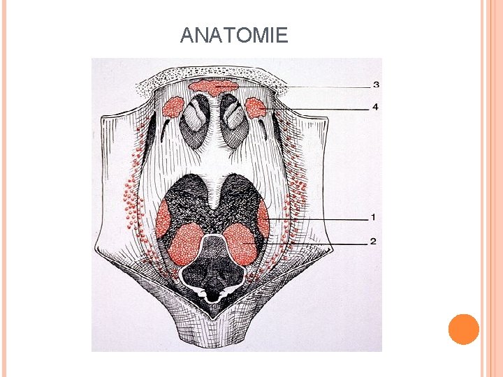 ANATOMIE 