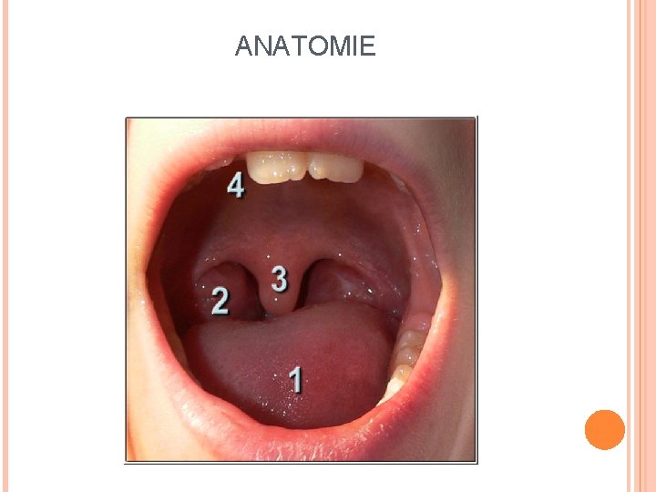 ANATOMIE 